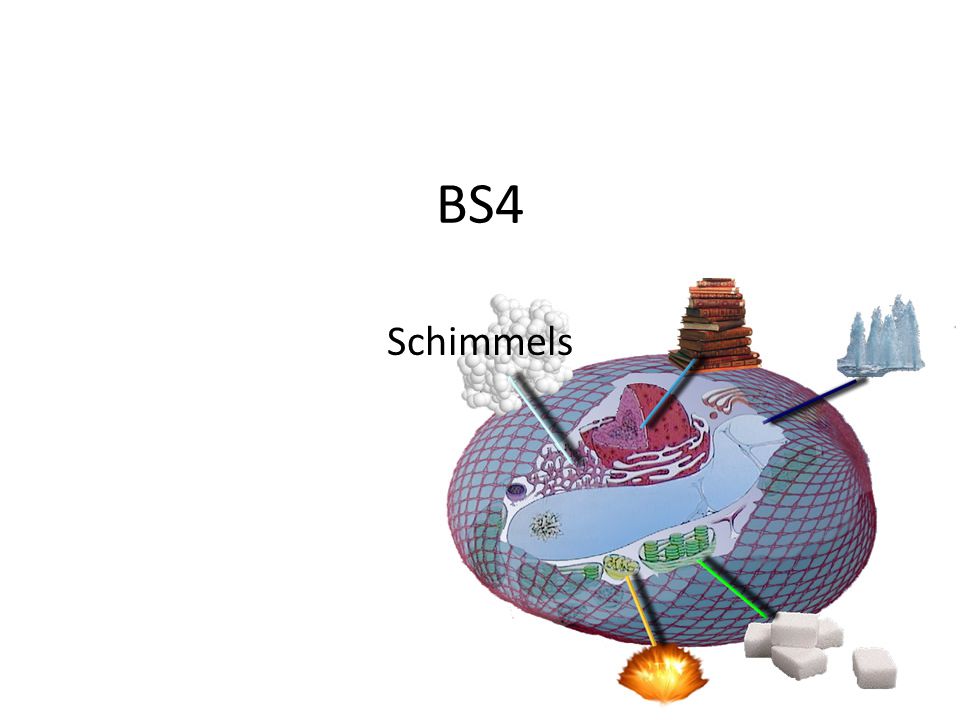 BS4 Schimmels