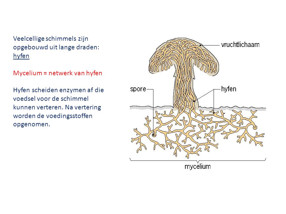 Veelcellige schimmels zijn opgebouwd uit lange draden: hyfen