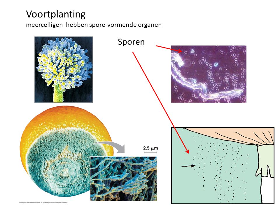 Voortplanting meercelligen hebben spore-vormende organen Sporen