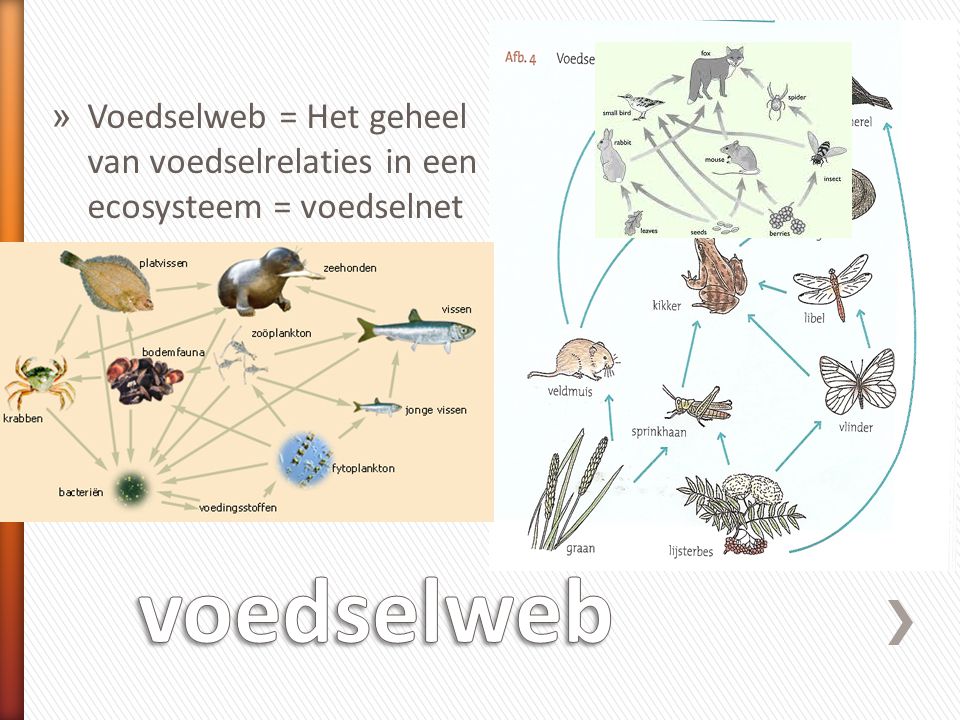 Voedselweb = Het geheel van voedselrelaties in een ecosysteem = voedselnet