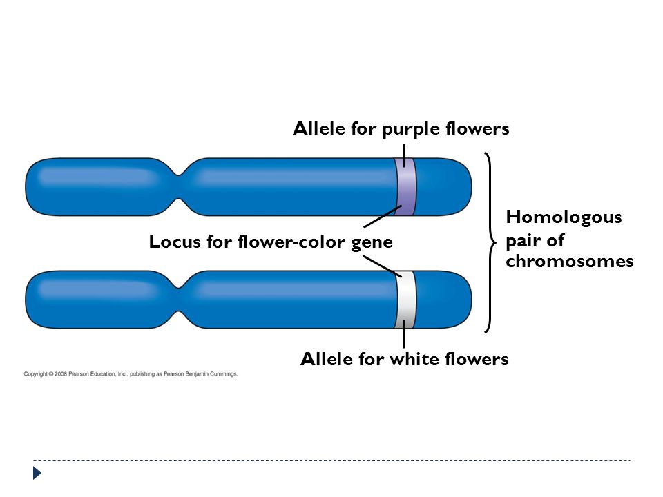 Allele for purple flowers