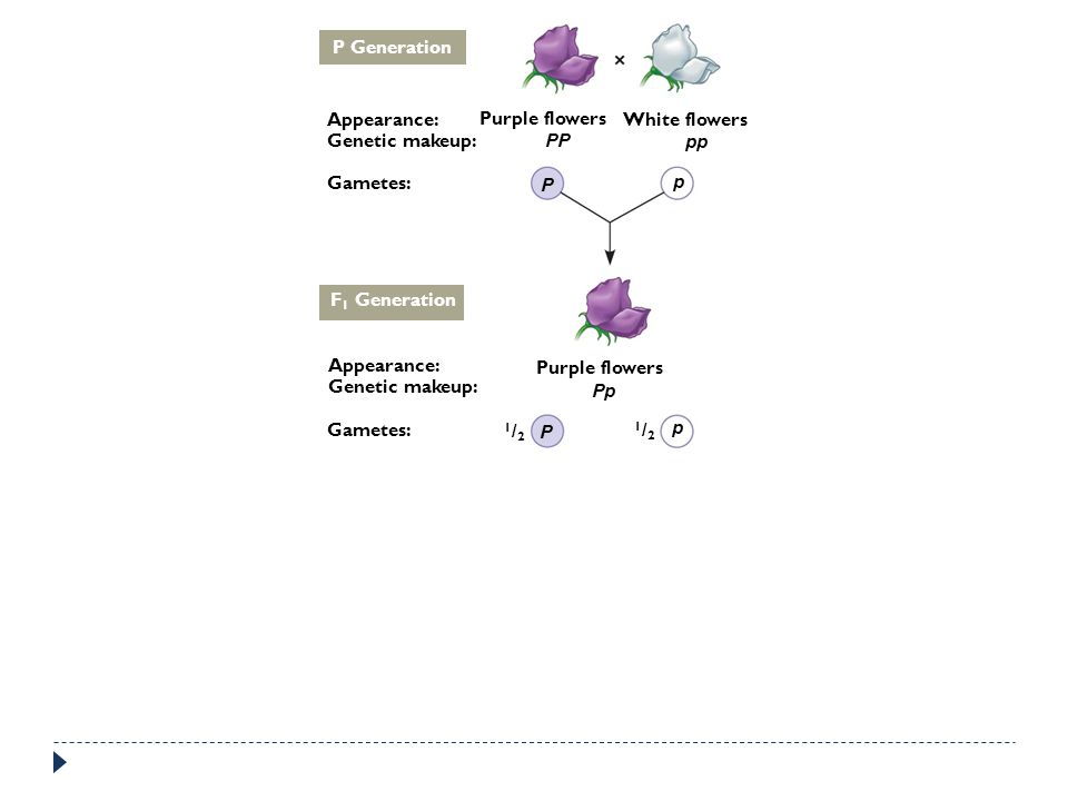 P Generation Appearance: Purple flowers. White flowers. Genetic makeup: PP. pp. Gametes: P. p.