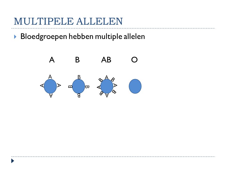 Multipele allelen Bloedgroepen hebben multiple allelen A B AB O A B A