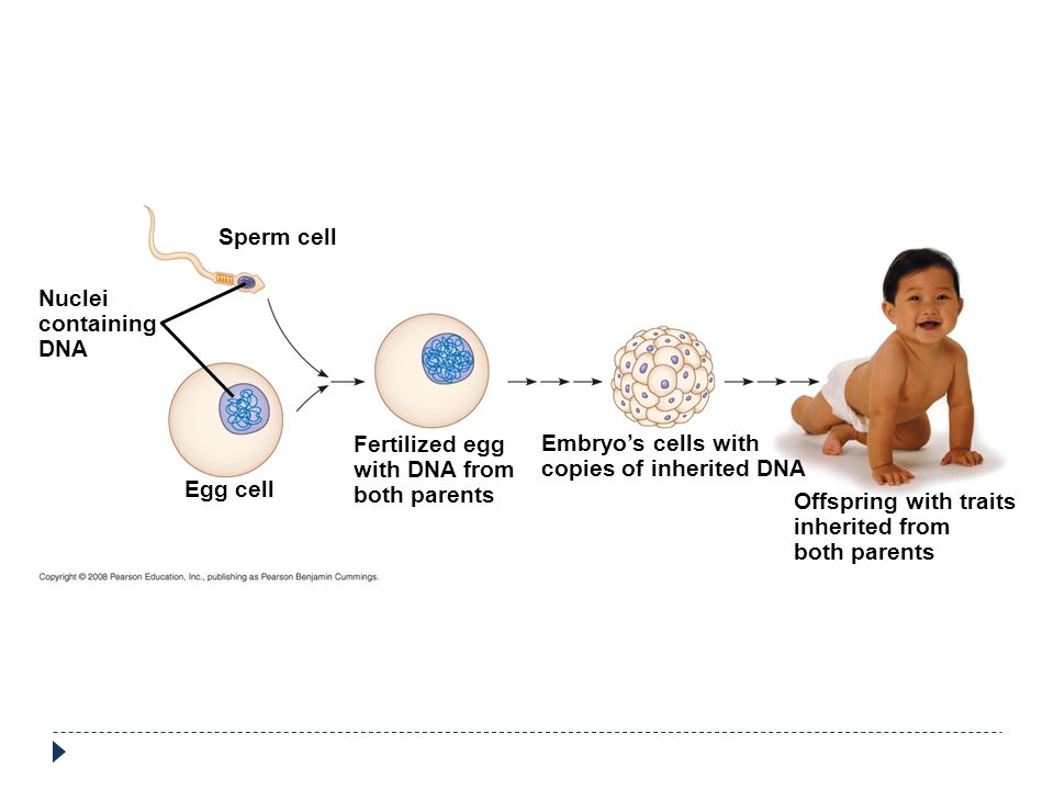 Sperm cell Nuclei. containing. DNA. Fertilized egg. with DNA from. both parents. Embryo’s cells with.