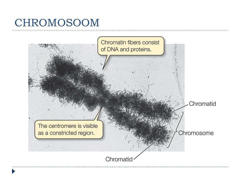 CHROMOSOOM