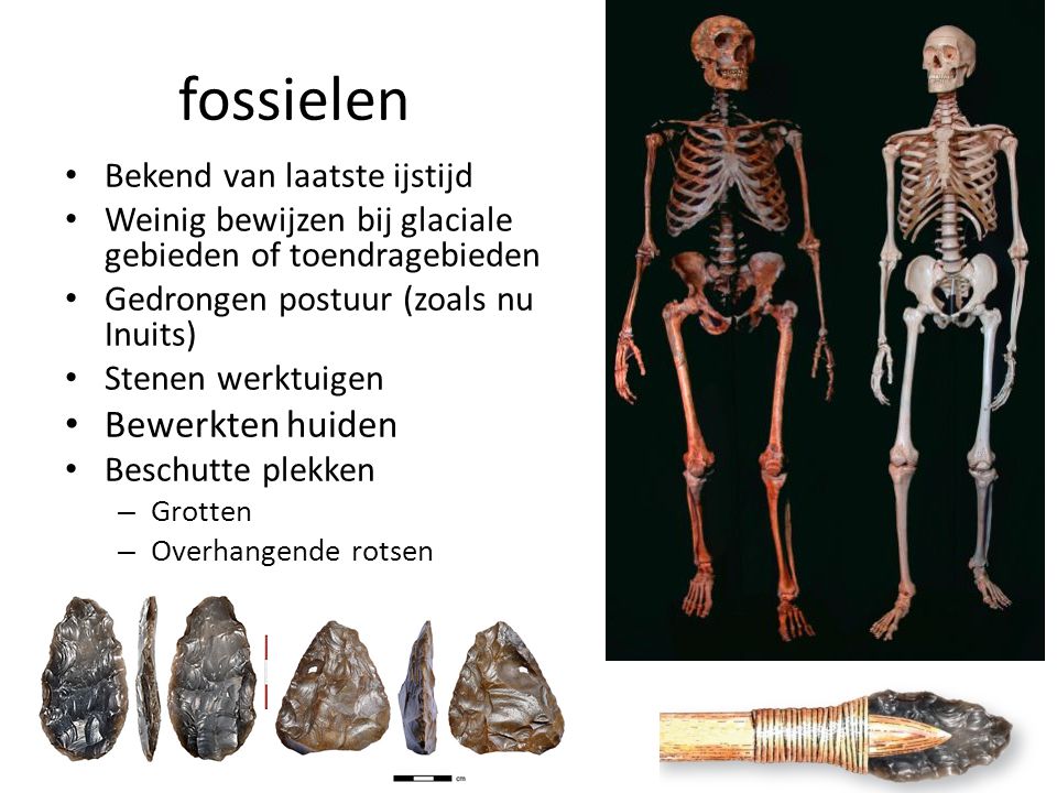 fossielen Bewerkten huiden Bekend van laatste ijstijd