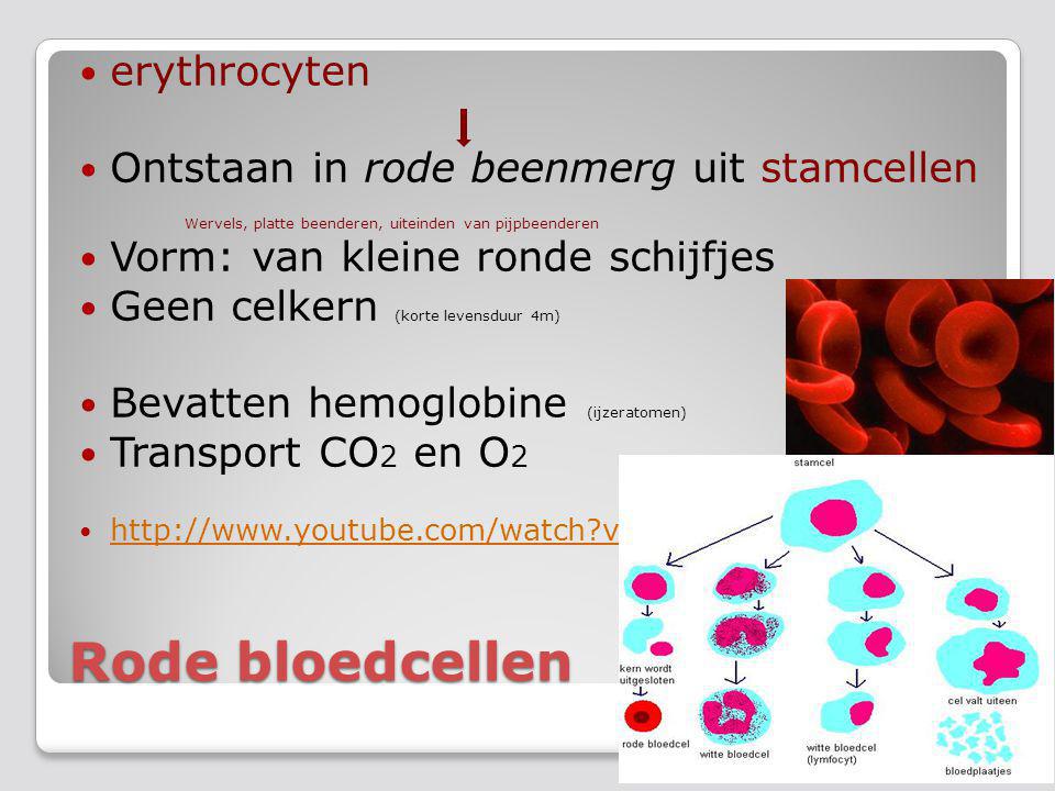 Rode bloedcellen erythrocyten Ontstaan in rode beenmerg uit stamcellen