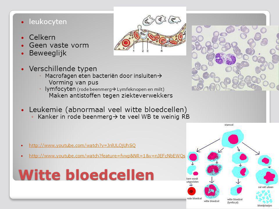 Witte bloedcellen leukocyten Celkern Geen vaste vorm Beweeglijk