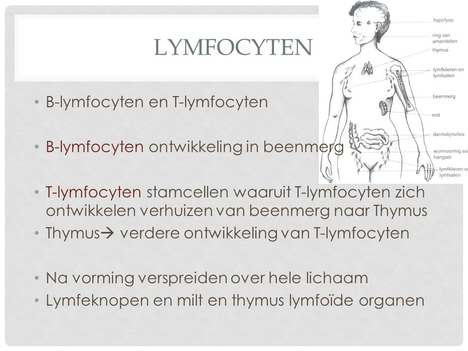 lymfocyten B-lymfocyten en T-lymfocyten