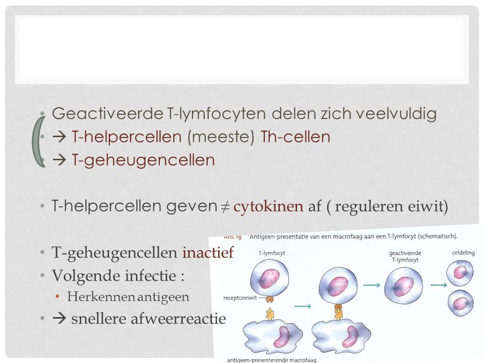 Geactiveerde T-lymfocyten delen zich veelvuldig