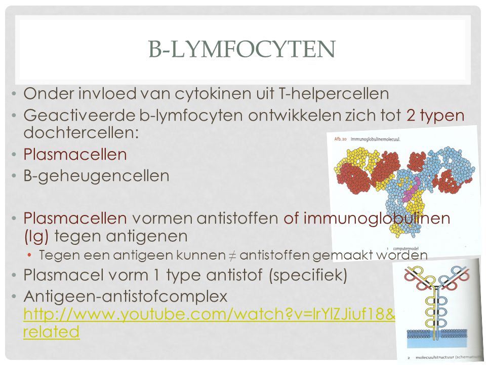 B-lymfocyten Onder invloed van cytokinen uit T-helpercellen