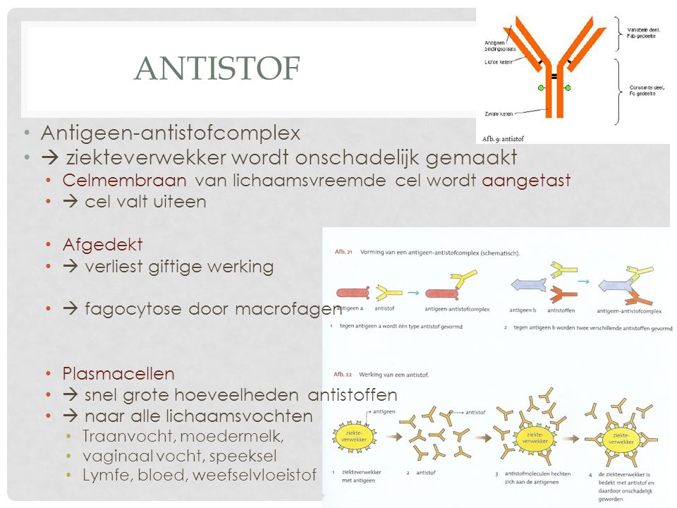 antistof Antigeen-antistofcomplex