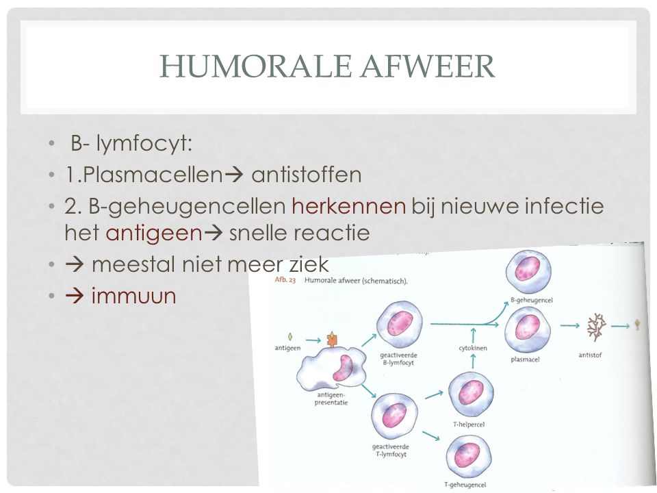 Humorale afweer B- lymfocyt: 1.Plasmacellen antistoffen