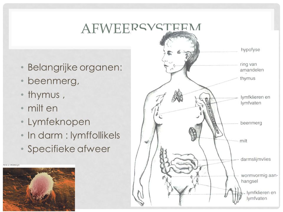 afweersysteem Belangrijke organen: beenmerg, thymus , milt en