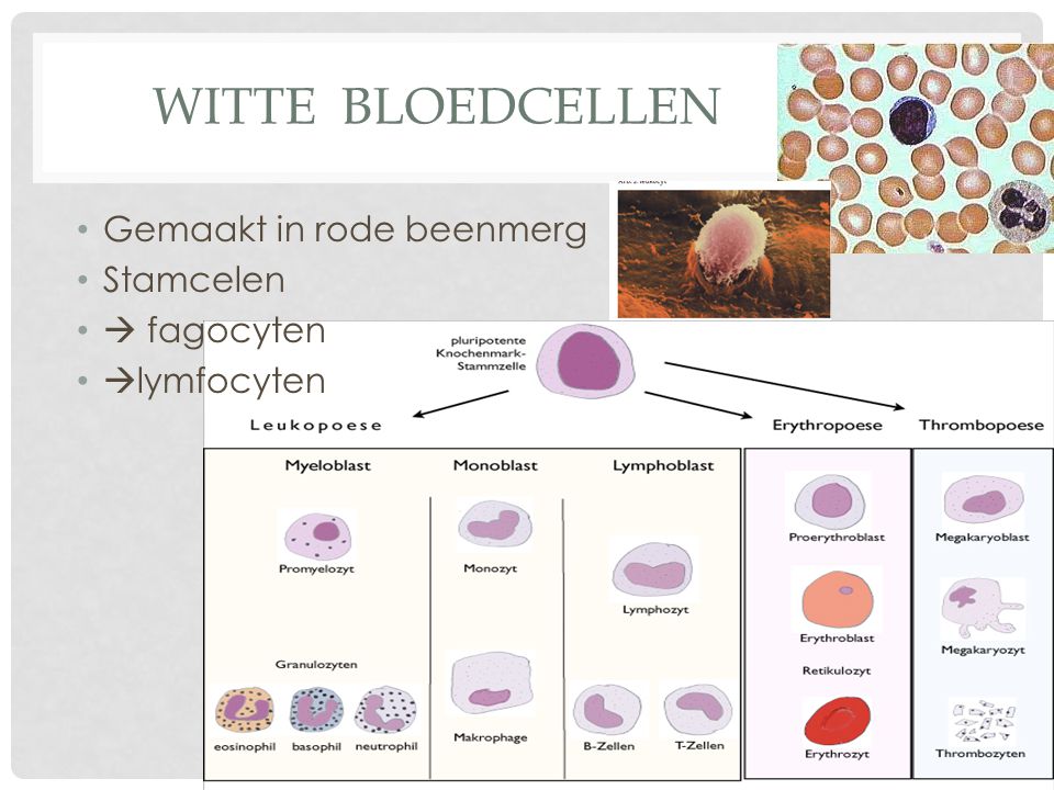 Witte bloedcellen Gemaakt in rode beenmerg Stamcelen  fagocyten