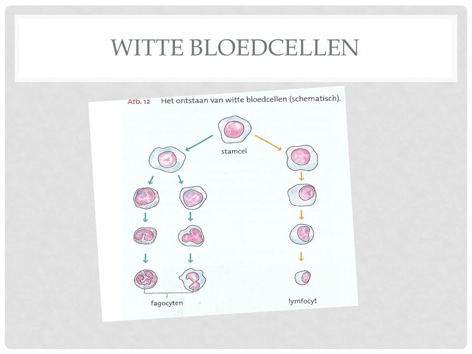 Witte bloedcellen