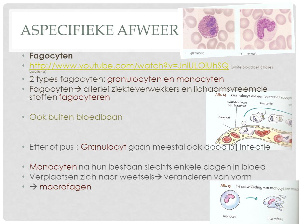 Aspecifieke afweer Fagocyten