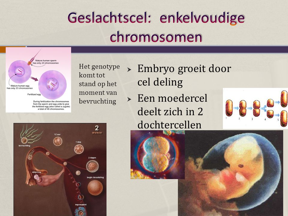 Geslachtscel: enkelvoudige chromosomen