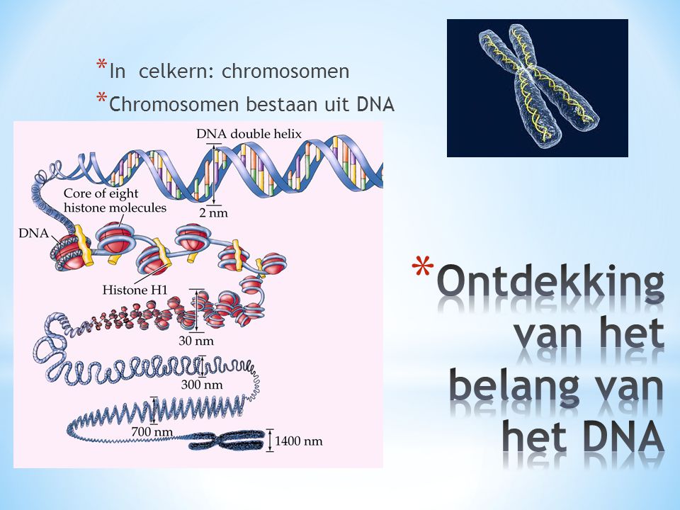 Ontdekking van het belang van het DNA