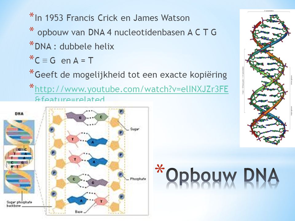 Opbouw DNA In 1953 Francis Crick en James Watson