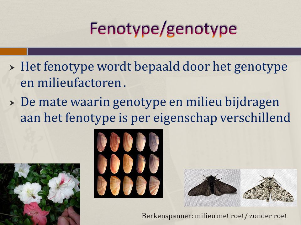 Fenotype/genotype Het fenotype wordt bepaald door het genotype en milieufactoren .