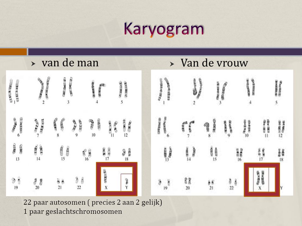 Karyogram van de man Van de vrouw