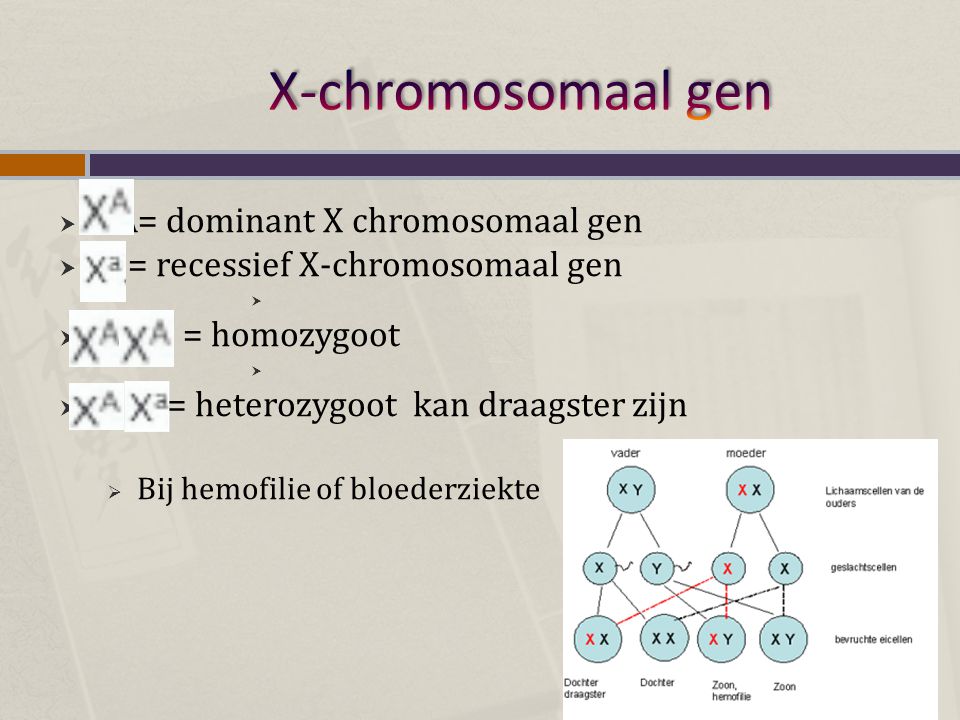 X-chromosomaal gen XA= dominant X chromosomaal gen