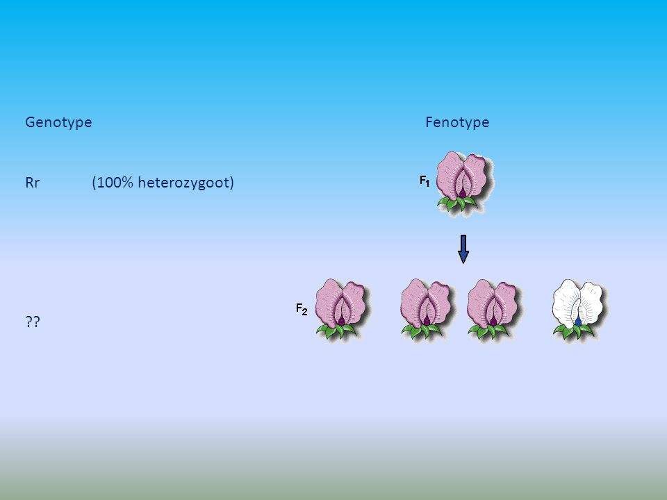 Genotype Fenotype Rr (100% heterozygoot)