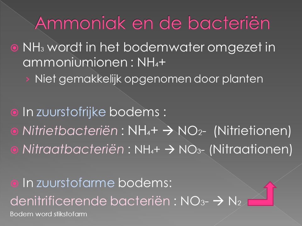 Ammoniak en de bacteriën