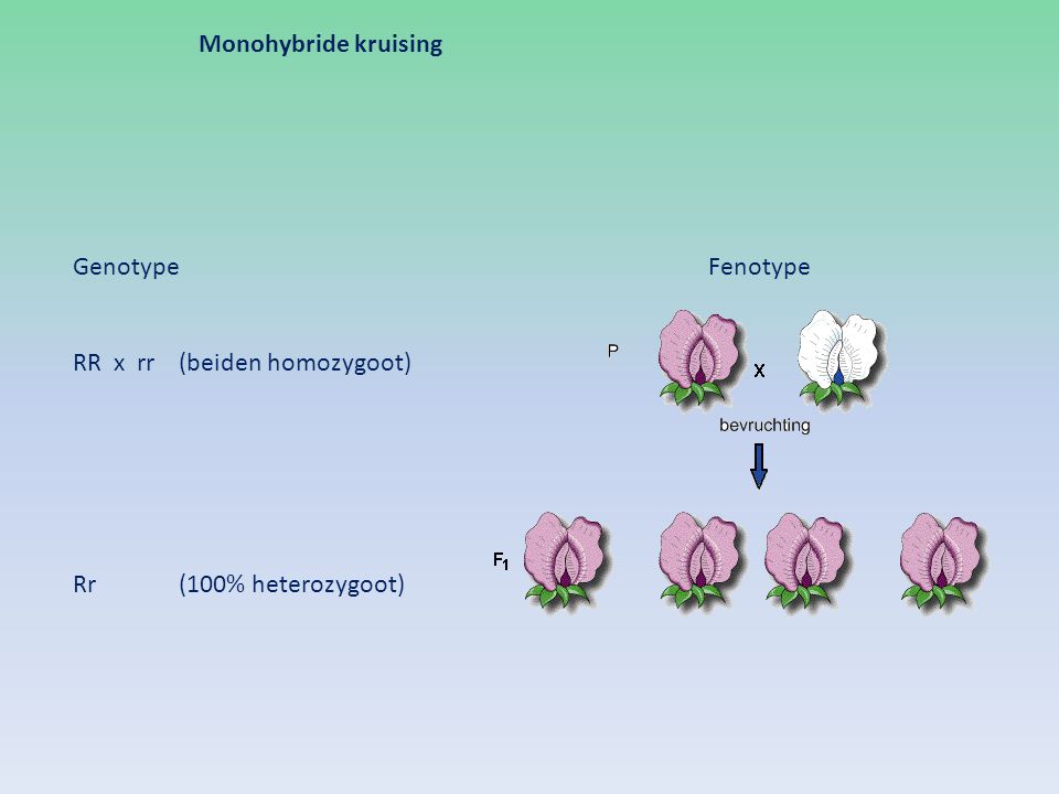 Monohybride kruising Genotype Fenotype RR x rr (beiden homozygoot) Rr (100% heterozygoot)