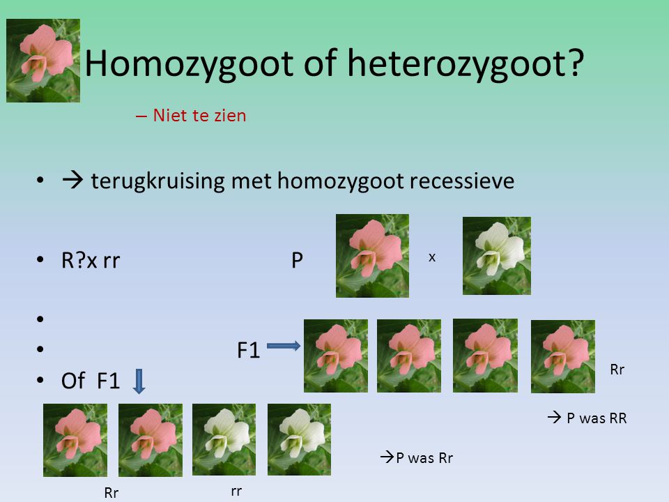 Homozygoot of heterozygoot