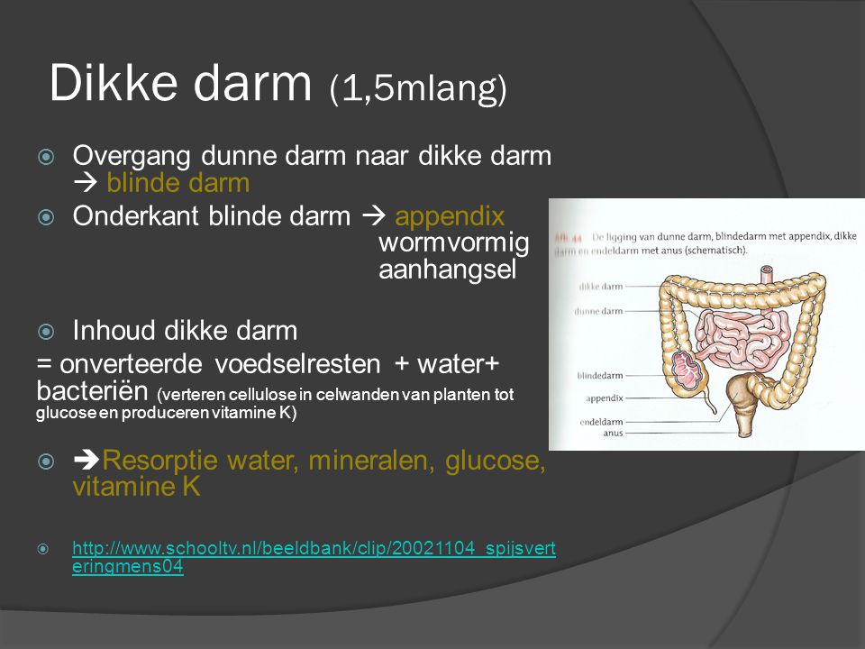 Dikke darm (1,5mlang) Overgang dunne darm naar dikke darm  blinde darm. Onderkant blinde darm  appendix wormvormig aanhangsel.