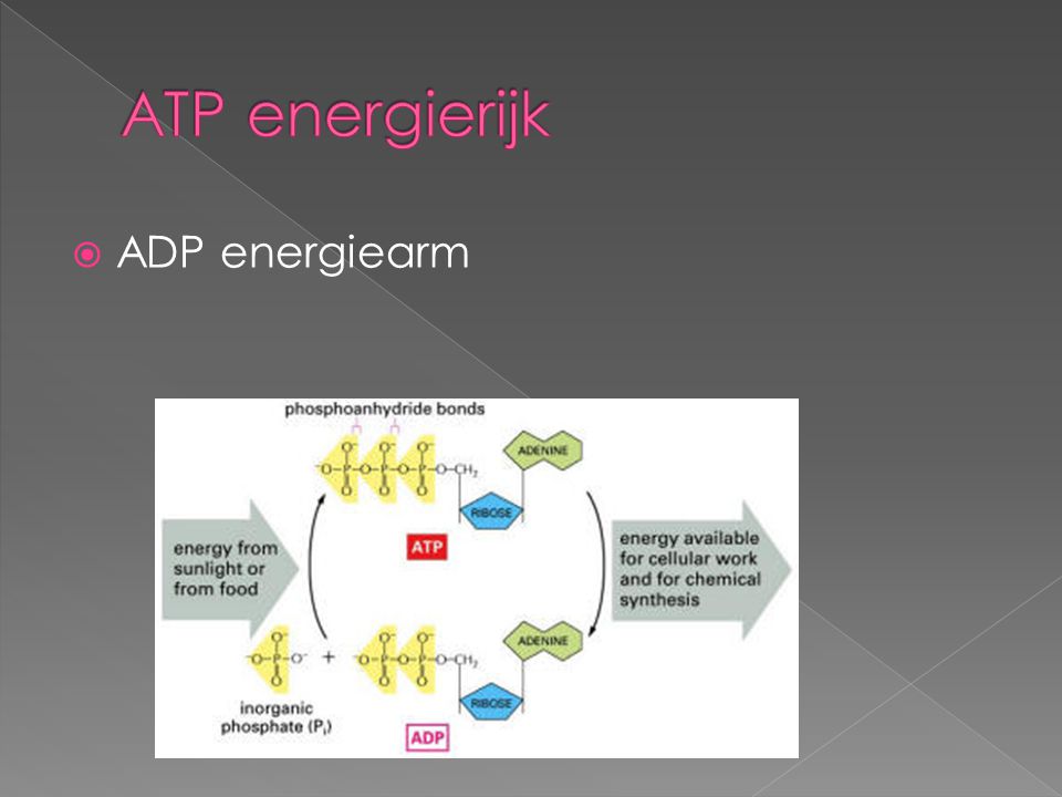 ATP energierijk ADP energiearm