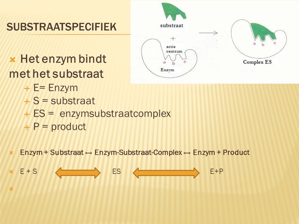 Het enzym bindt met het substraat substraatspecifiek E= Enzym