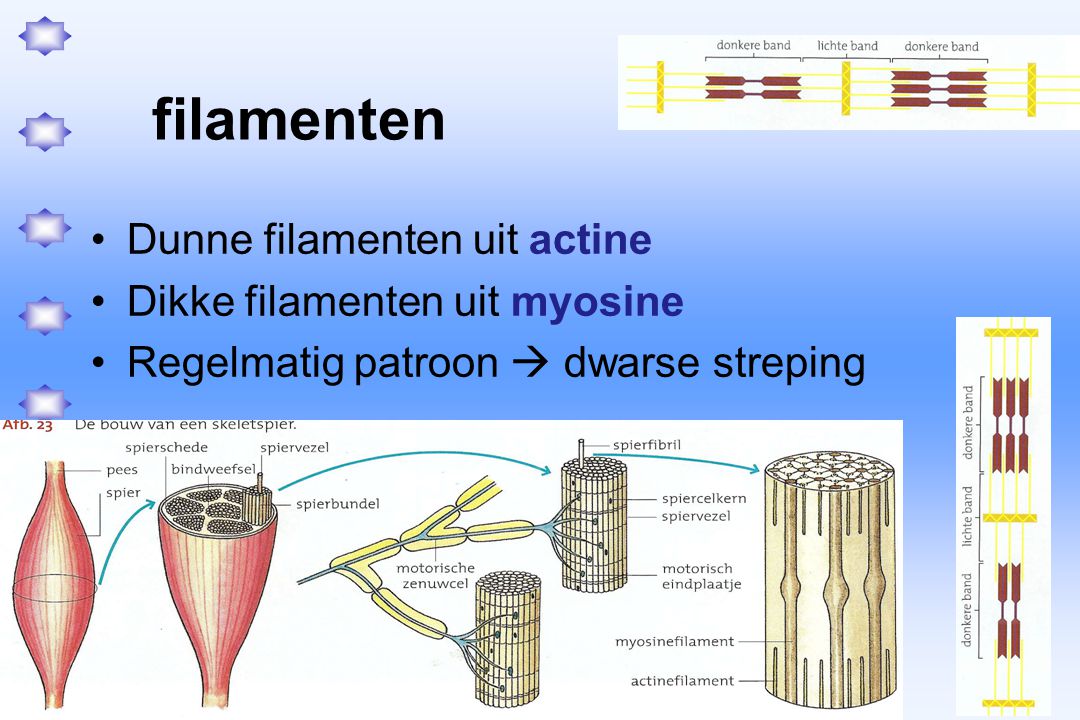 filamenten Dunne filamenten uit actine Dikke filamenten uit myosine