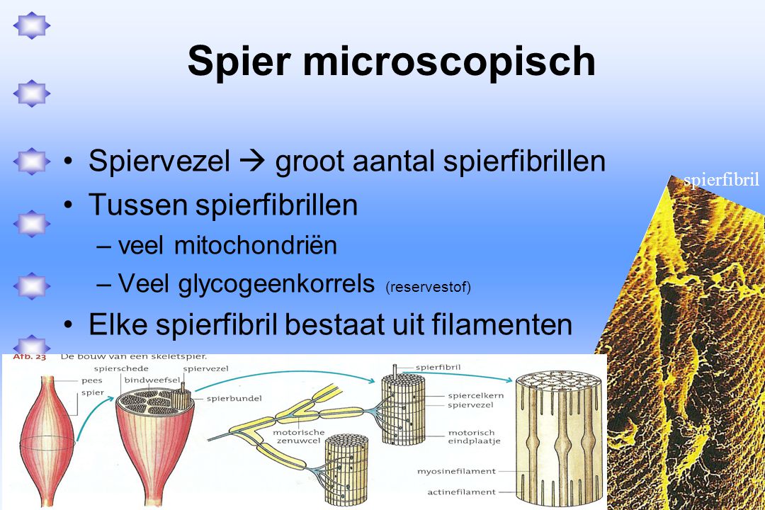 Spier microscopisch Spiervezel  groot aantal spierfibrillen
