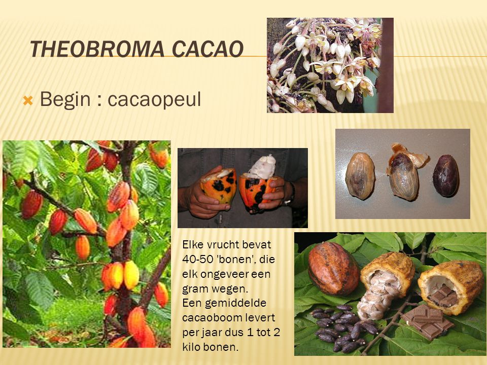 Theobroma cacao Begin : cacaopeul