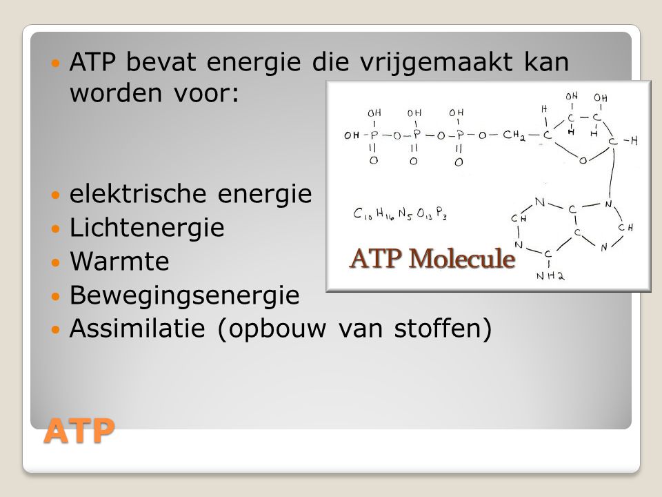 ATP ATP bevat energie die vrijgemaakt kan worden voor: