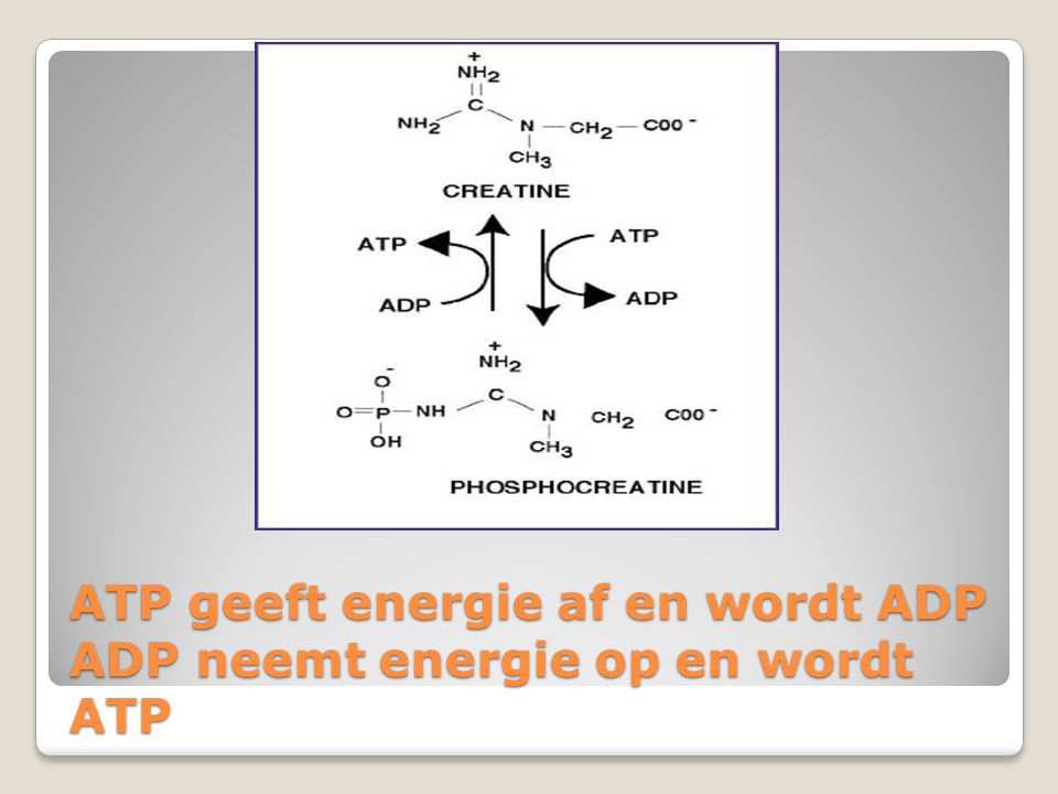 ATP geeft energie af en wordt ADP ADP neemt energie op en wordt ATP
