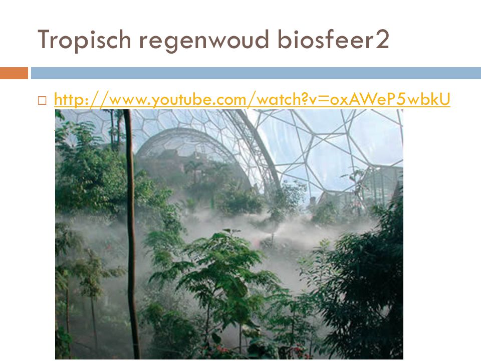 Tropisch regenwoud biosfeer2