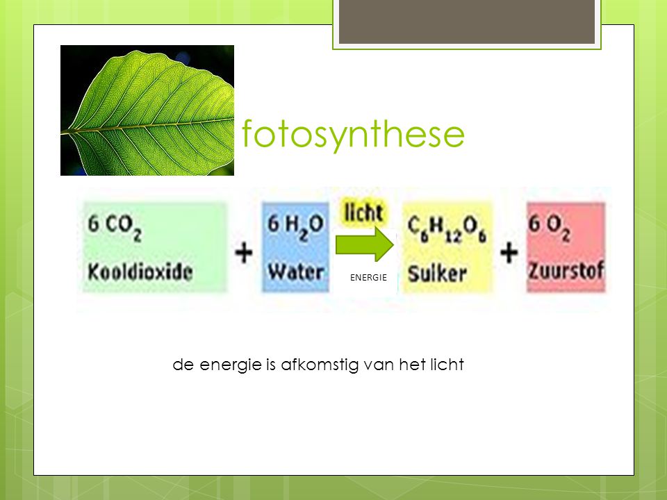 fotosynthese energie ENERGIE de energie is afkomstig van het licht
