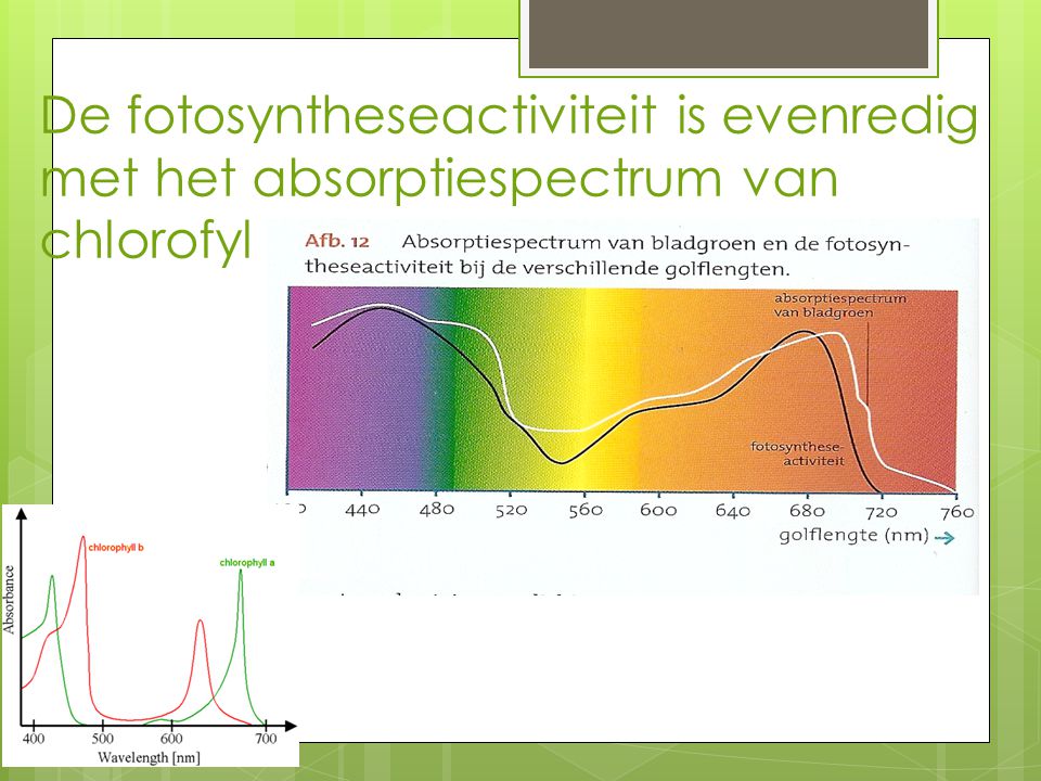De fotosyntheseactiviteit is evenredig met het absorptiespectrum van chlorofyl