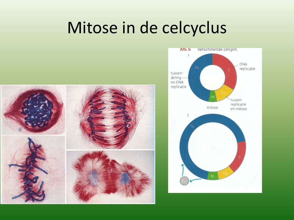Mitose in de celcyclus