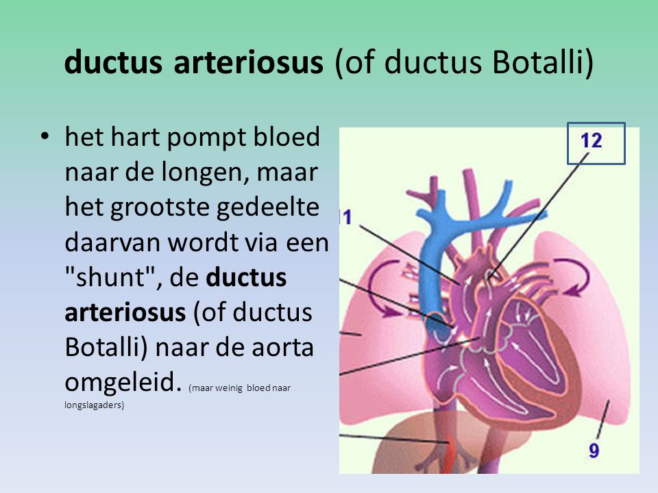 ductus arteriosus (of ductus Botalli)