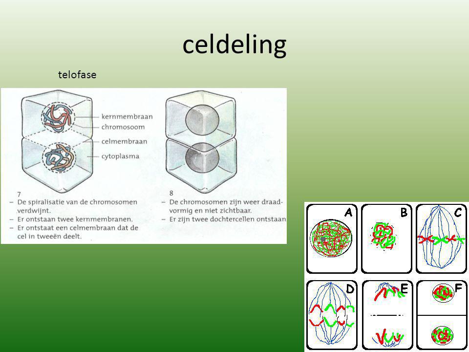 celdeling telofase
