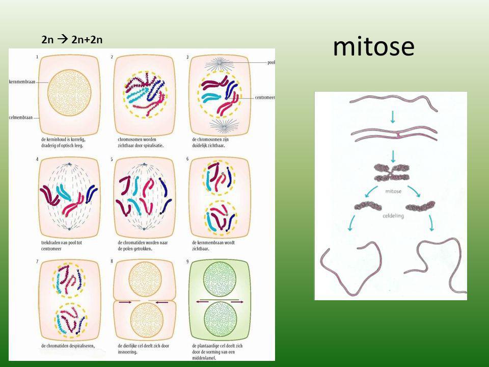 mitose 2n  2n+2n