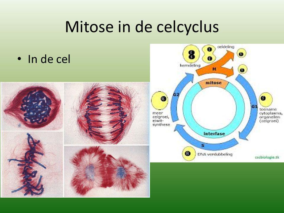 Mitose in de celcyclus In de cel