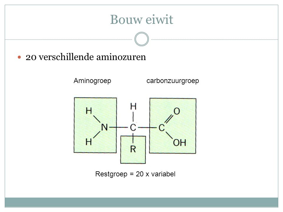 Bouw eiwit 20 verschillende aminozuren Aminogroep carbonzuurgroep