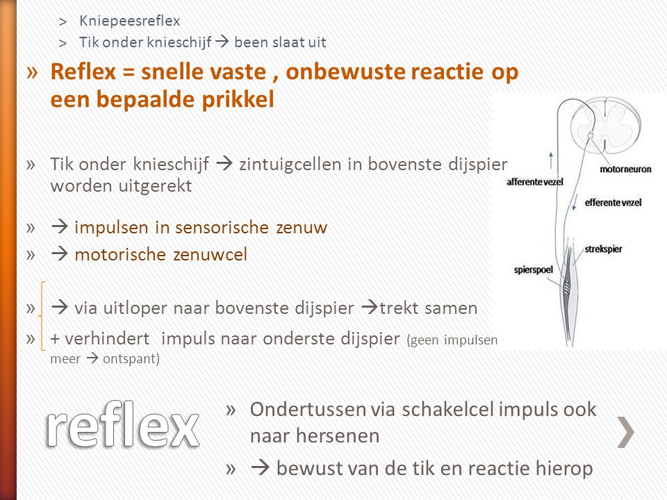 Kniepeesreflex Tik onder knieschijf  been slaat uit. Reflex = snelle vaste , onbewuste reactie op een bepaalde prikkel.