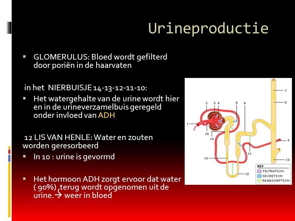 Urineproductie GLOMERULUS: Bloed wordt gefilterd door poriën in de haarvaten. in het NIERBUISJE :